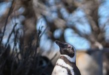 Los pingüinos de Magallanes llegan a Chubut para brindar uno de los grandes espectáculos de la fauna patagónica