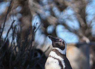 Los pingüinos de Magallanes llegan a Chubut para brindar uno de los grandes espectáculos de la fauna patagónica