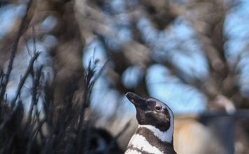 Los pingüinos de Magallanes llegan a Chubut para brindar uno de los grandes espectáculos de la fauna patagónica