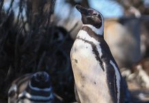 Los pingüinos de Magallanes llegan a Chubut para brindar uno de los grandes espectáculos de la fauna patagónica