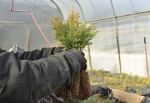 Plantarán más de 100 mil árboles nativos en áreas afectadas por incendios en Chubut