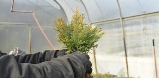 Plantarán más de 100 mil árboles nativos en áreas afectadas por incendios en Chubut