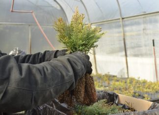Plantarán más de 100 mil árboles nativos en áreas afectadas por incendios en Chubut