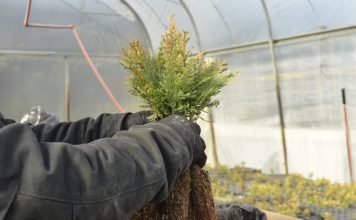 Plantarán más de 100 mil árboles nativos en áreas afectadas por incendios en Chubut
