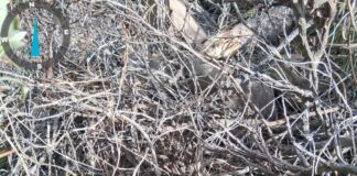 Encontraron dispositivo preparado para iniciar fuego en La Zeta