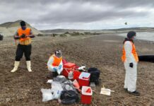 Varamiento de ballenas en las costas de Chubut: especialistas intensifican el monitoreo sanitario y estudian las causas