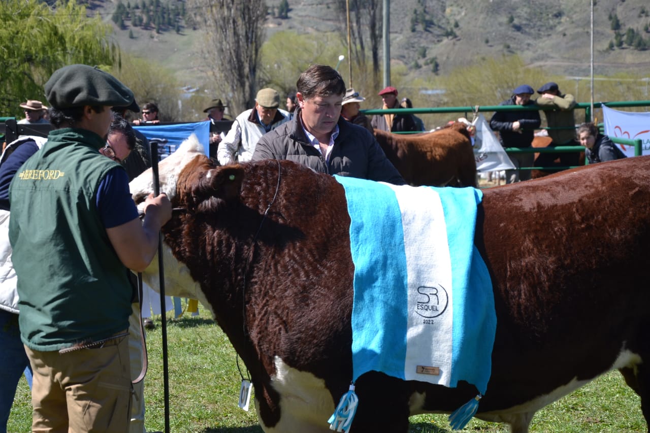 El sector ganadero vuelve a reunirse en Esquel de la mano de la 49° Expo Bovina - Diario La Portada