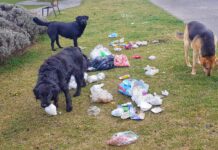 Redoblan esfuerzos contra el aumento de perros en la calle