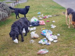 Redoblan esfuerzos contra el aumento de perros en la calle