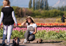 Primavera 2026: organizan acto oficial por la apertura del campo de tulipanes